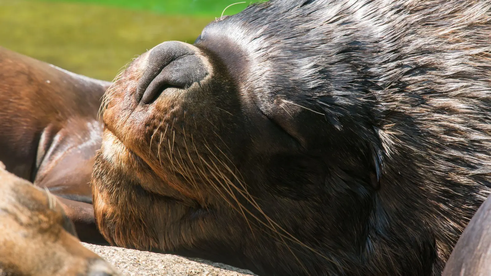 Zuletzt lebten bei den Mähnenrobben nur noch ein Männchen und ein Weibchen im Münchner Tierpark. (Archivbild) (Foto: Peter Kneffel/dpa)