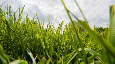 Ist er saftig grün und dicht gewachsen, ist der Rasen der ganze Stolz des Hobbygärtners. (Foto: Andrea Warnecke/dpa-tmn/dpa)