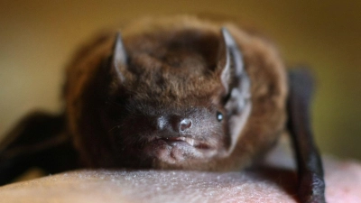 Bei einer Breitflügelfledermaus in Würzburg ist das Tollwutvirus nachgewiesen worden. (Symbolbild: Zwergfledermaus) (Foto: Karl-Josef Hildenbrand/dpa)