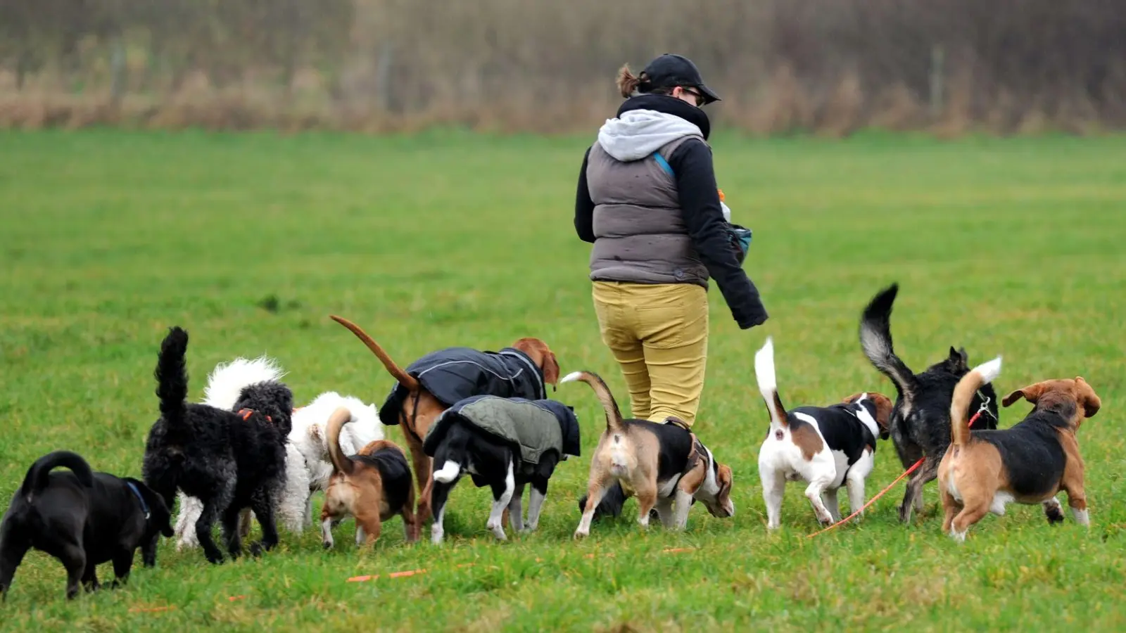 Besser als allein zu Haus: Dogwalker ermöglichen Hunden, im Rudel Gassi zu gehen und mit Artgenossen herumzutoben. (Foto: picture alliance / dpa)