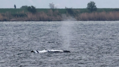 Der Wal schwimmt - wohin, ist zunächst unklar. (Foto: Bernd Wüstneck/dpa)