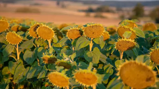 Sonnenblumen auf einem Feld in Bayern. (Foto: Stefan Puchner/dpa)