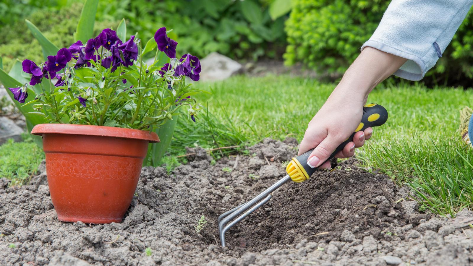 Der Garten im Juli: Was Sie jetzt alles erledigen können | FLZ.de