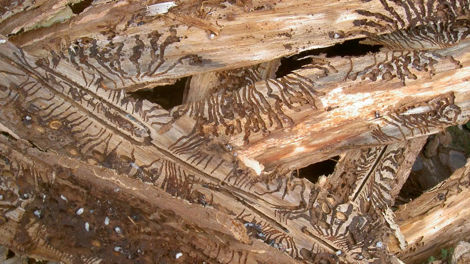 Die Fraßgänge der Borkenkäfer unter der Rinde unterbrechen den Saftstrom der Bäume, sodass diese absterben. (Foto: Fritz Arnold)