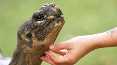 Galapagos-Schildkröte Mommy wurde mit fast 100 Jahren noch Mama. (Foto: Matt Rourke/AP/dpa)