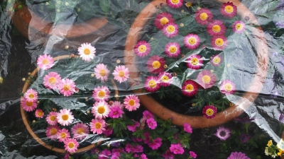 In der Nacht könnte es noch mal frostig werden - nicht gut für empfindliche Pflanzen. (Archivbild) (Foto: Karl-Josef Hildenbrand/dpa/dpa-tmn)