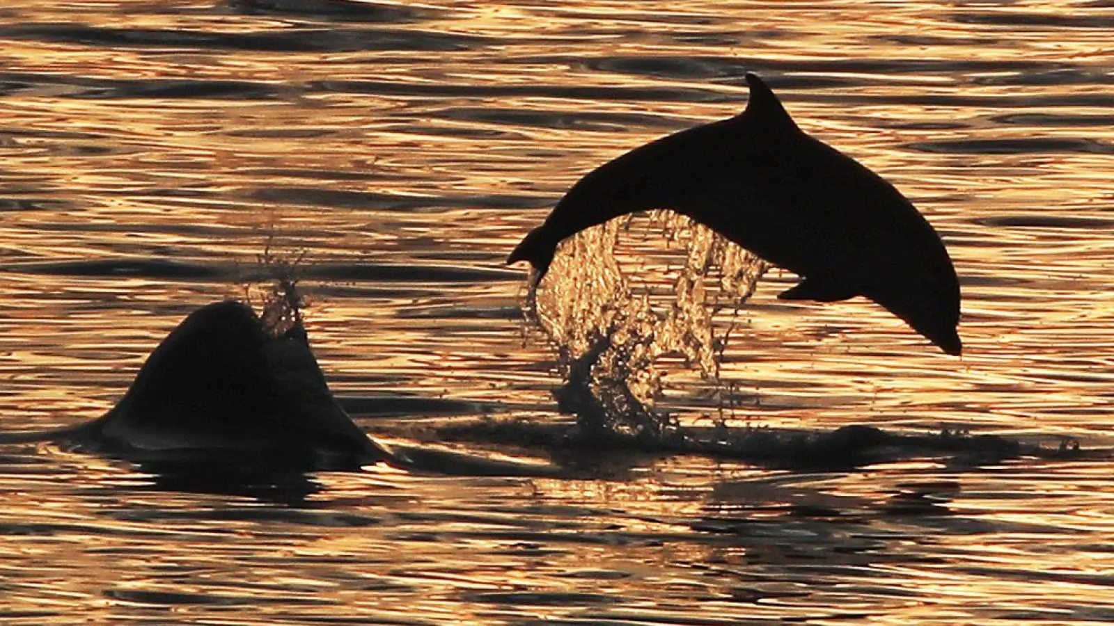 Die Ausbeutung von Delfinen und Kleinwalen hat in den letzten Jahren weiter zugenommen. (Foto: Owen Humphreys/PA Wire/dpa)