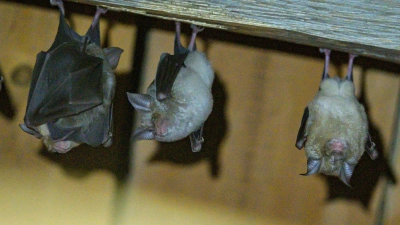 Fledermaus-Quartiere in Gebäuden können sich schnell aufheizen. (Archivbild) (Foto: Armin Weigel/dpa)