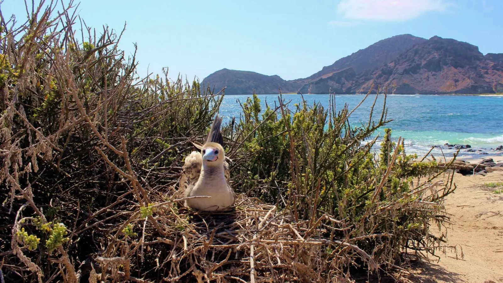 Auf den Galápagos-Inseln leben nach Behördenangaben 78 endemische Vogelarten. (Foto: ---/Galapagos-Nationalpark /dpa)