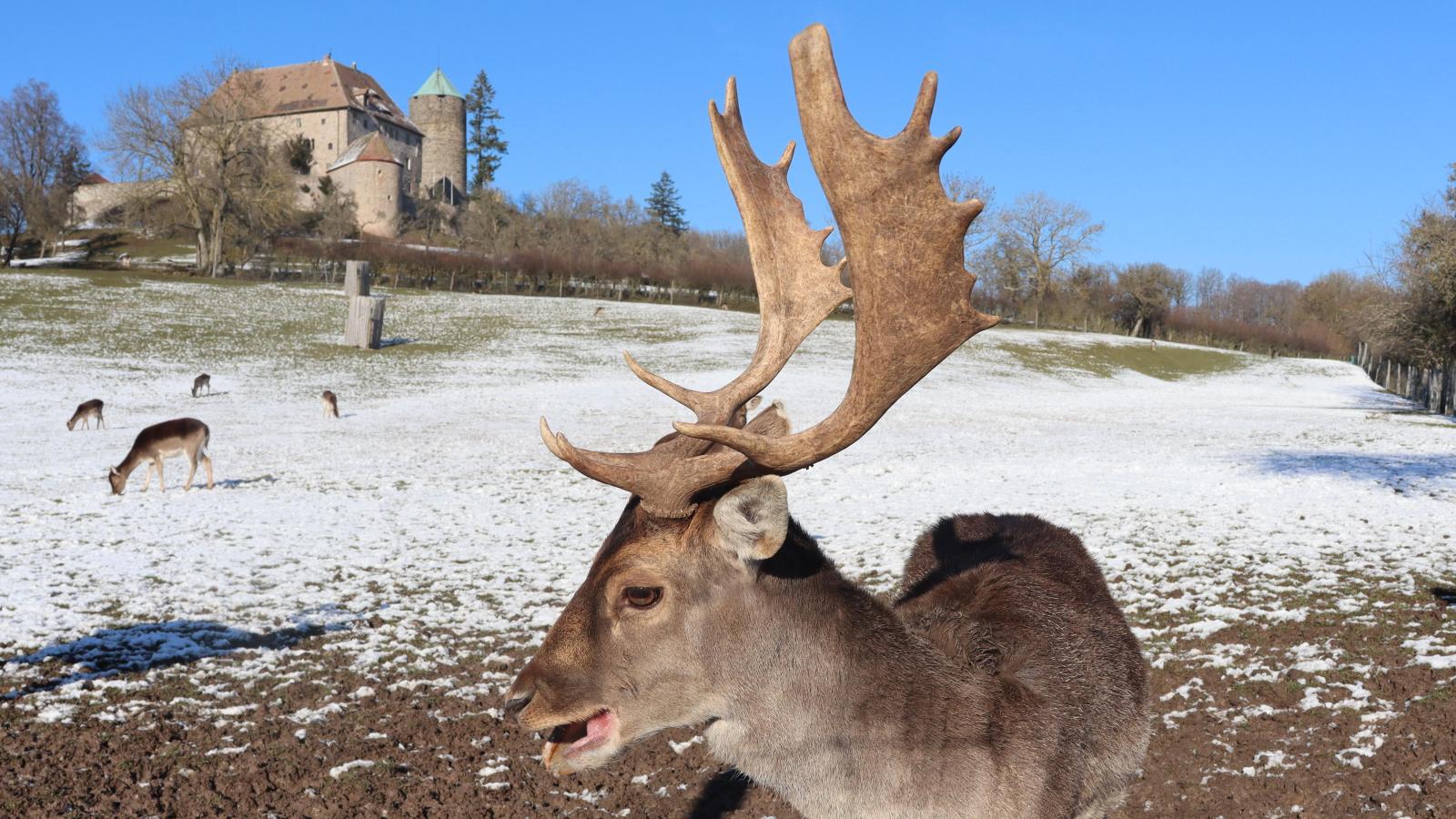 Photovoltaik soll im Naturpark Frankenhöhe entstehen FLZ.de