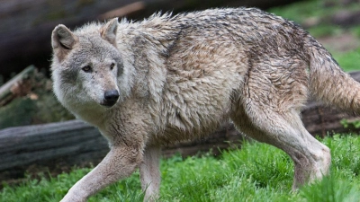 Ein Wolf läuft in der Natur. (Foto: Sebastian Gollnow/dpa)