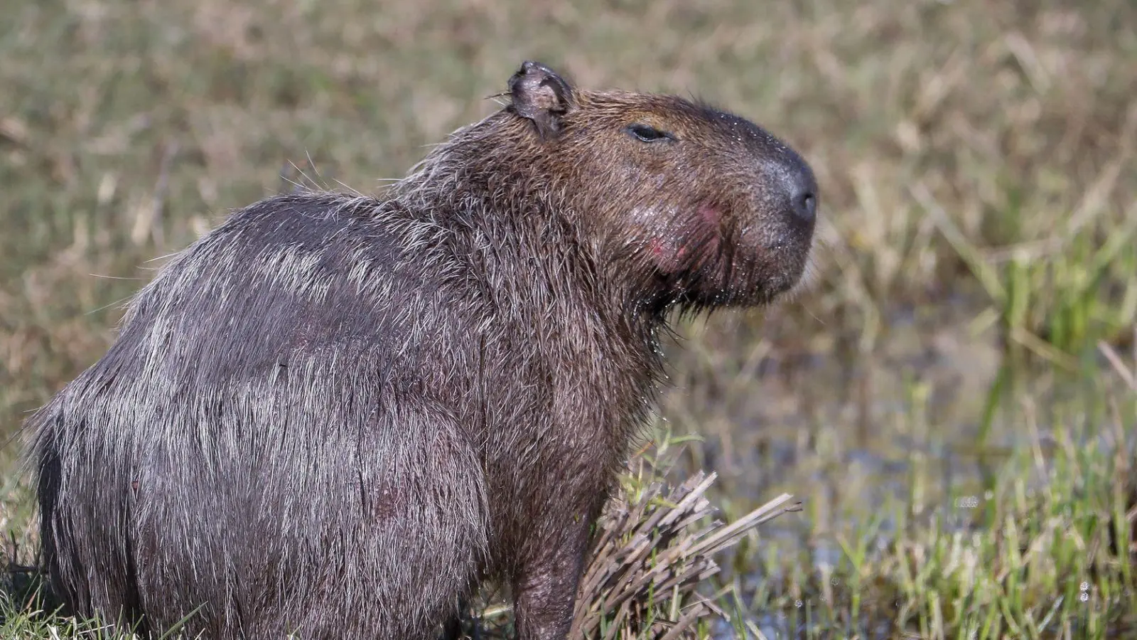 Capybara und andere Wildtiere wurden bei der Operation beschlagnahmt. (Archivbild) (Foto: picture alliance / dpa)