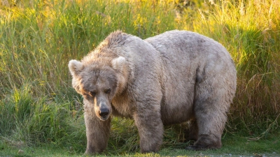 Bei der „Fat Bear“-Wahl in Alaska haben die dicksten Braunbären die besten Chancen auf den Titel. (Foto: K. Moore/ukrin/dpa)