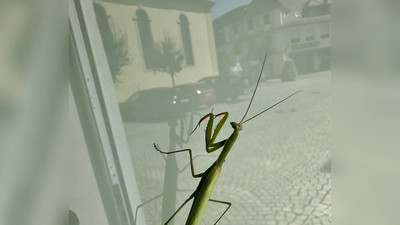 Auf einer Fensterscheibe in Uffenheim entdeckte Sebastian Quinque diese Gottesanbeterin. In der Scheibe spiegelt sich die Spitalkirche. (Foto: Julia Quinque)