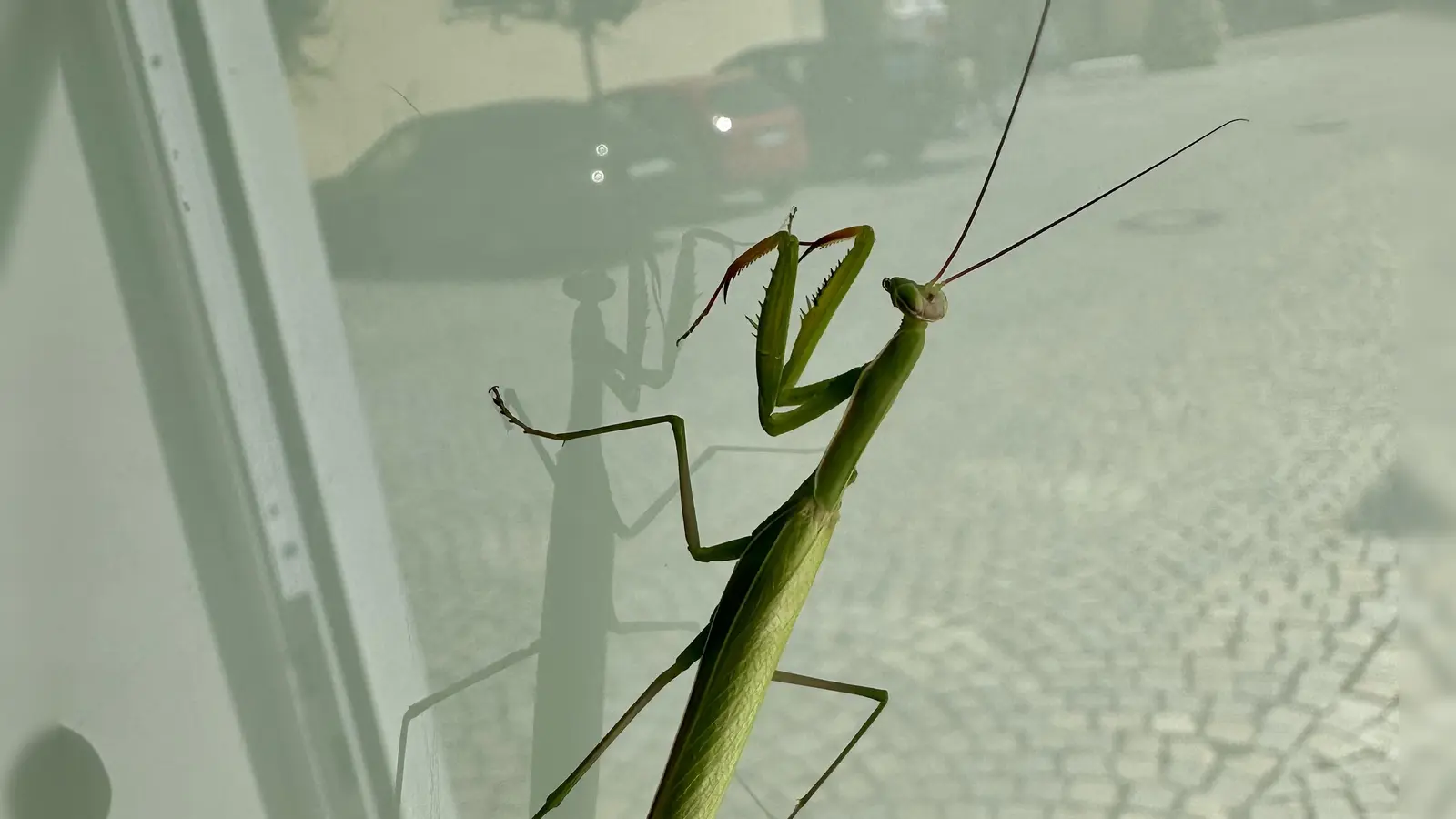 Auf einer Fensterscheibe in Uffenheim entdeckte Sebastian Quinque diese Gottesanbeterin. In der Scheibe spiegelt sich die Spitalkirche. (Foto: Julia Quinque)