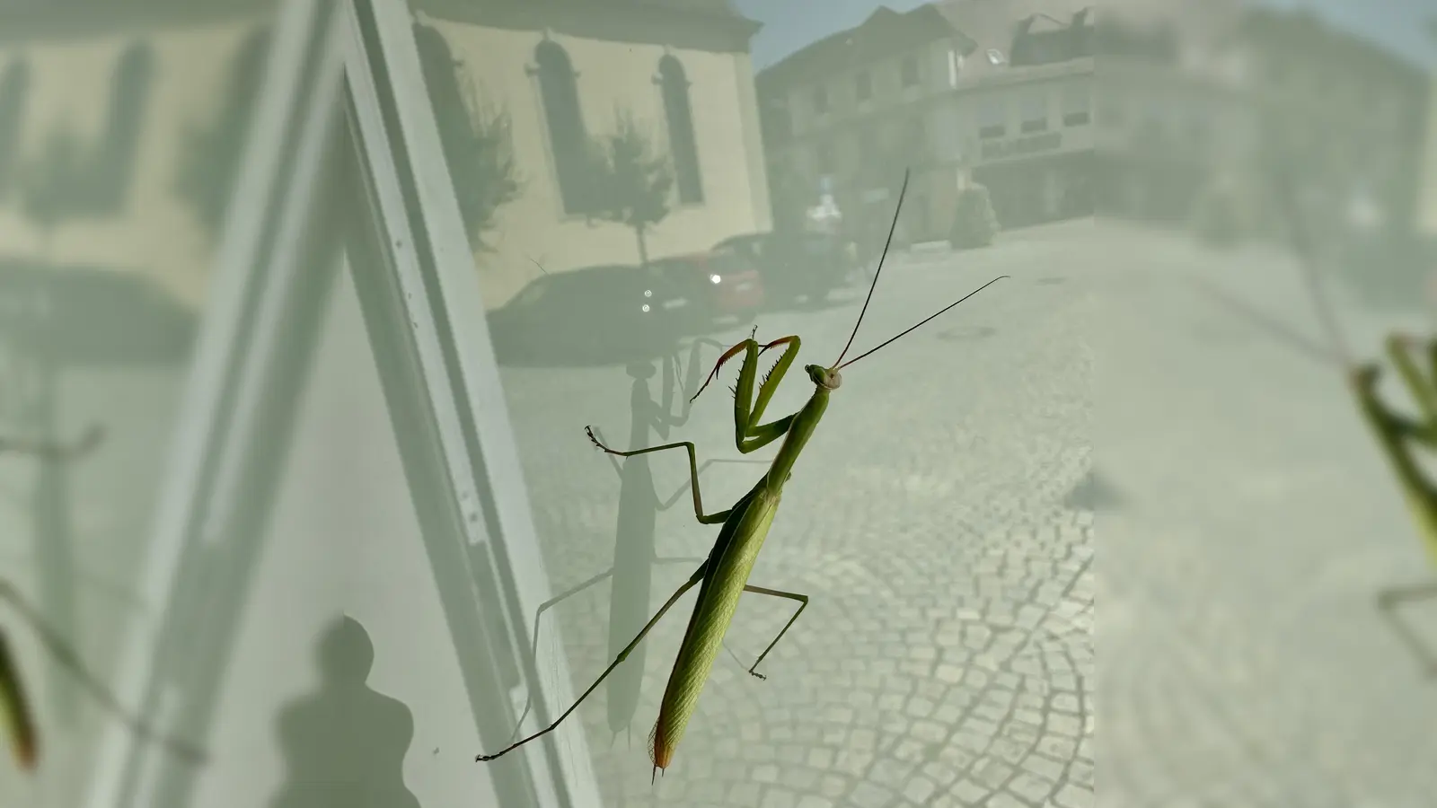 Auf einer Fensterscheibe in Uffenheim entdeckte Sebastian Quinque diese Gottesanbeterin. Darin spiegelt sich die Spitalkirche. (Foto: Julia Quinque)