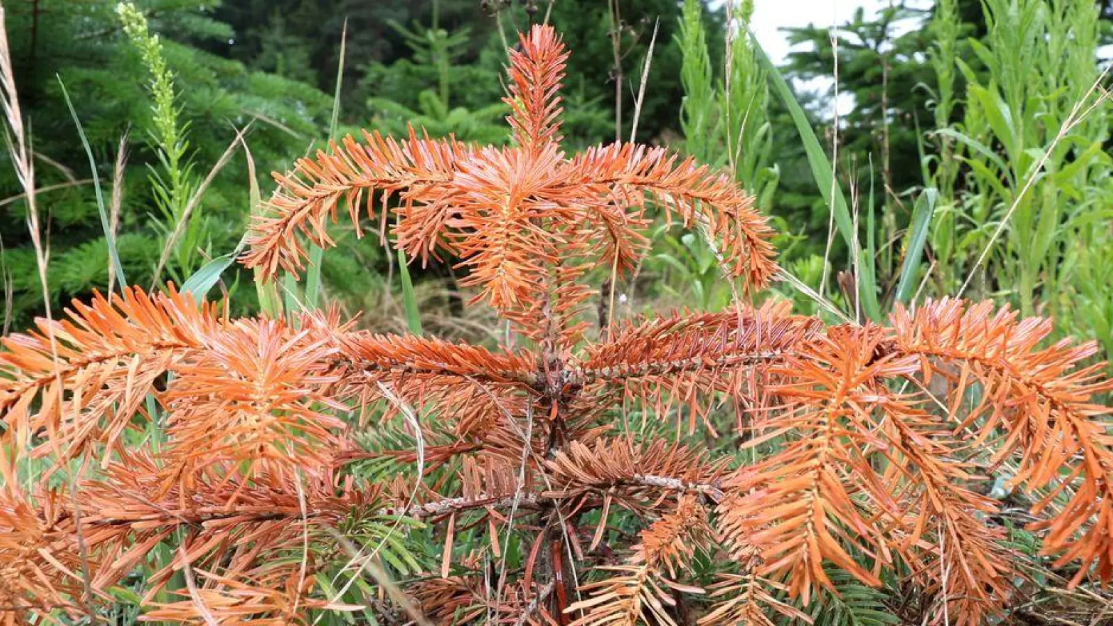 Gerade Jungpflanzen brauchen regelmäßig Wasser. (Archivbild)  (Foto: Karl-Josef Hildenbrand/dpa)