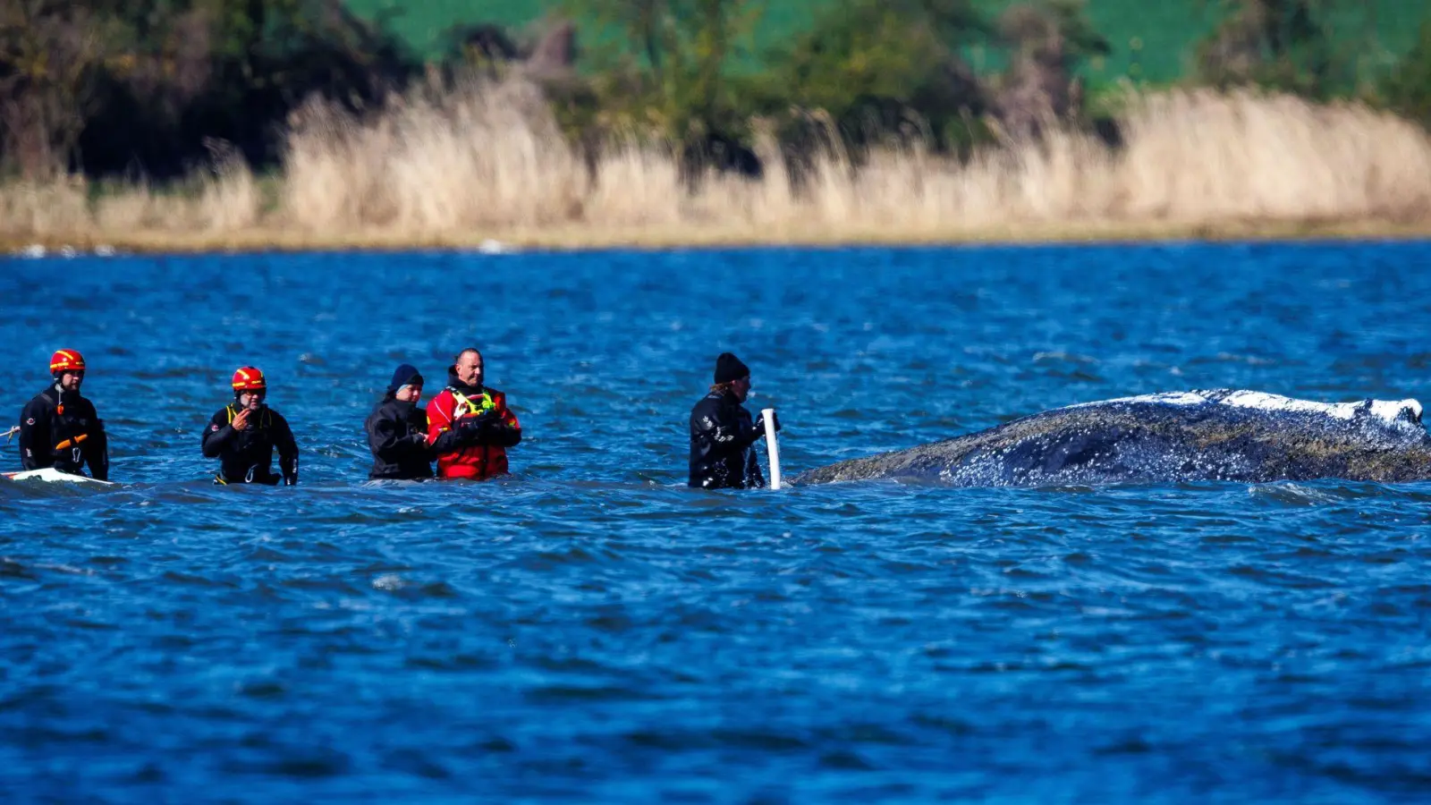 Ein mehrköpfiges Team war direkt beim Wal im Einsatz. (Foto: Jens Büttner/dpa)