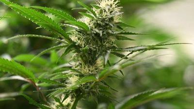 Vereine können seit dem 1. Juli 2024 Anträge für Cannabis-Anbauvereinigungen stellen. (Symbolbild) (Foto: Martin Schutt/dpa)