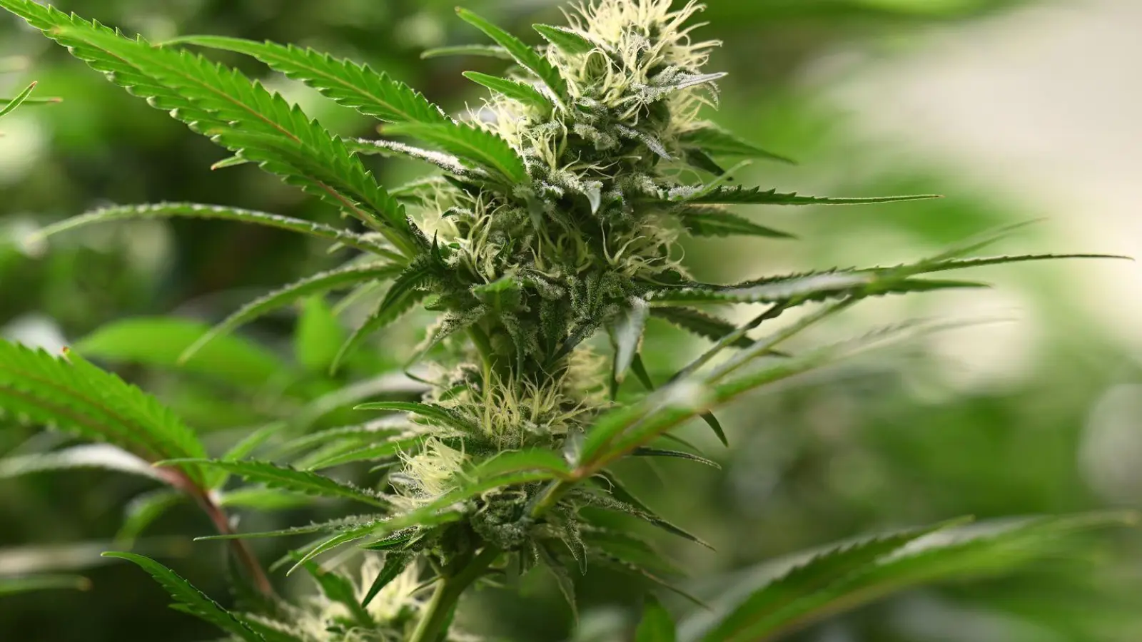 Vereine können seit dem 1. Juli 2024 Anträge für Cannabis-Anbauvereinigungen stellen. (Symbolbild) (Foto: Martin Schutt/dpa)