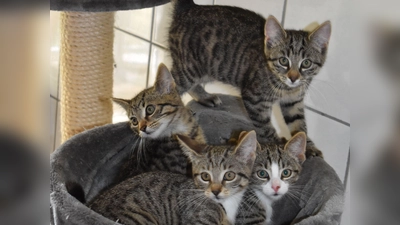 Zahlreiche junge Katzen warten auf ein neues Zuhause. (Foto: Ute Niephaus)