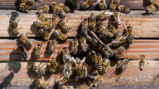 Bienen verlassen bei Sonnenschein einen Bienenstock. (Foto: Sven Hoppe/dpa/Archiv)
