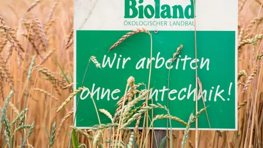 Ein Schild mit der Aufschrift „Bioland - Wir arbeiten ohne Gentechnik“ in einem Dinkelfeld. (Foto: Sven Hoppe/dpa)