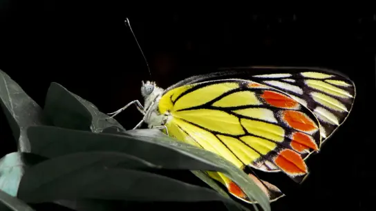 Der Delias eucharis Schmetterling ist ein Beispiel für eine unzureichend vertretene Insektenart in Schutzgebieten. (Foto: Shawan Chowdhury/iDiv/dpa)