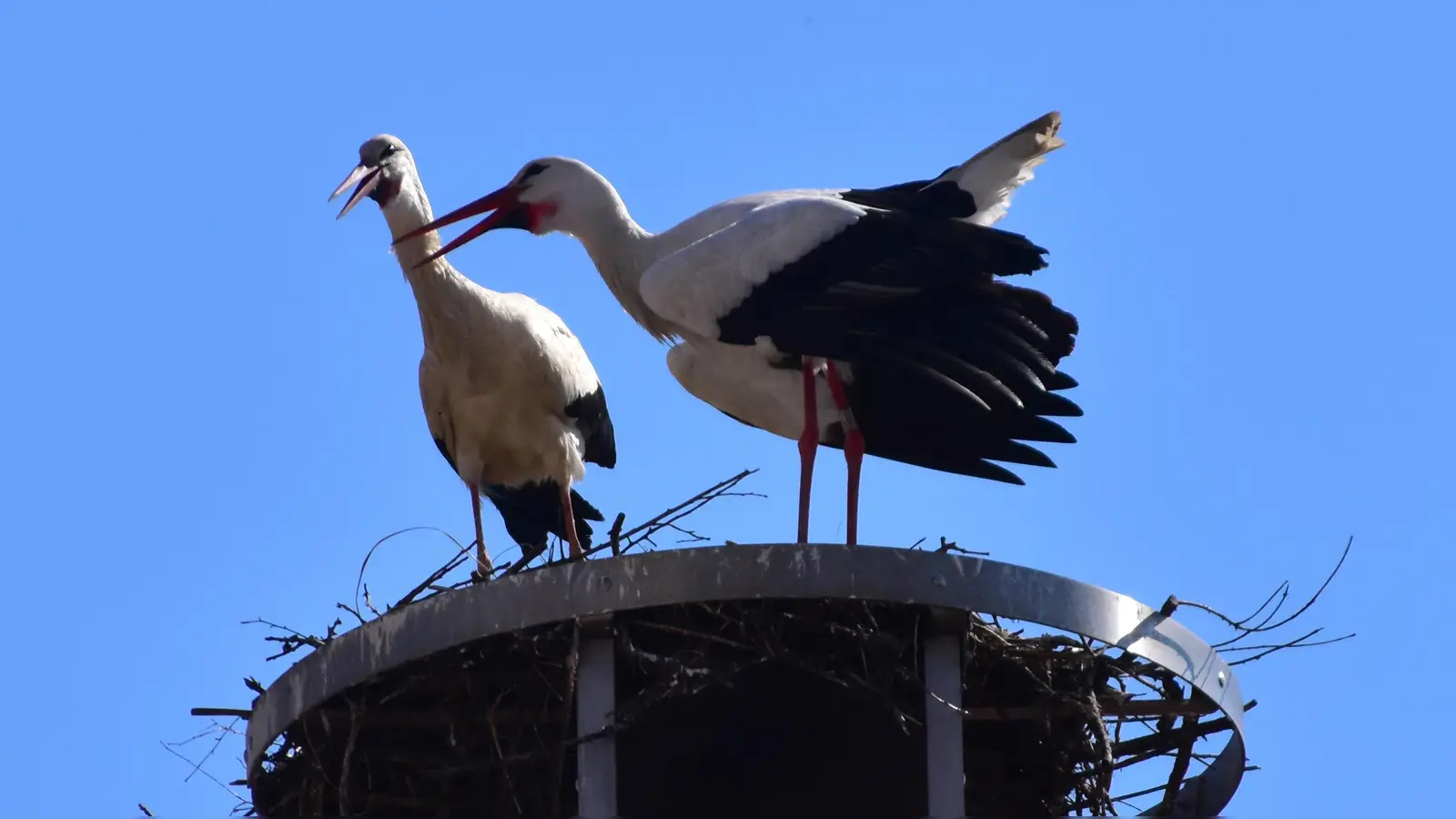 Zwei Störche in einem Merkendorfer Nest. (Symbolbild: Kurt Güner)