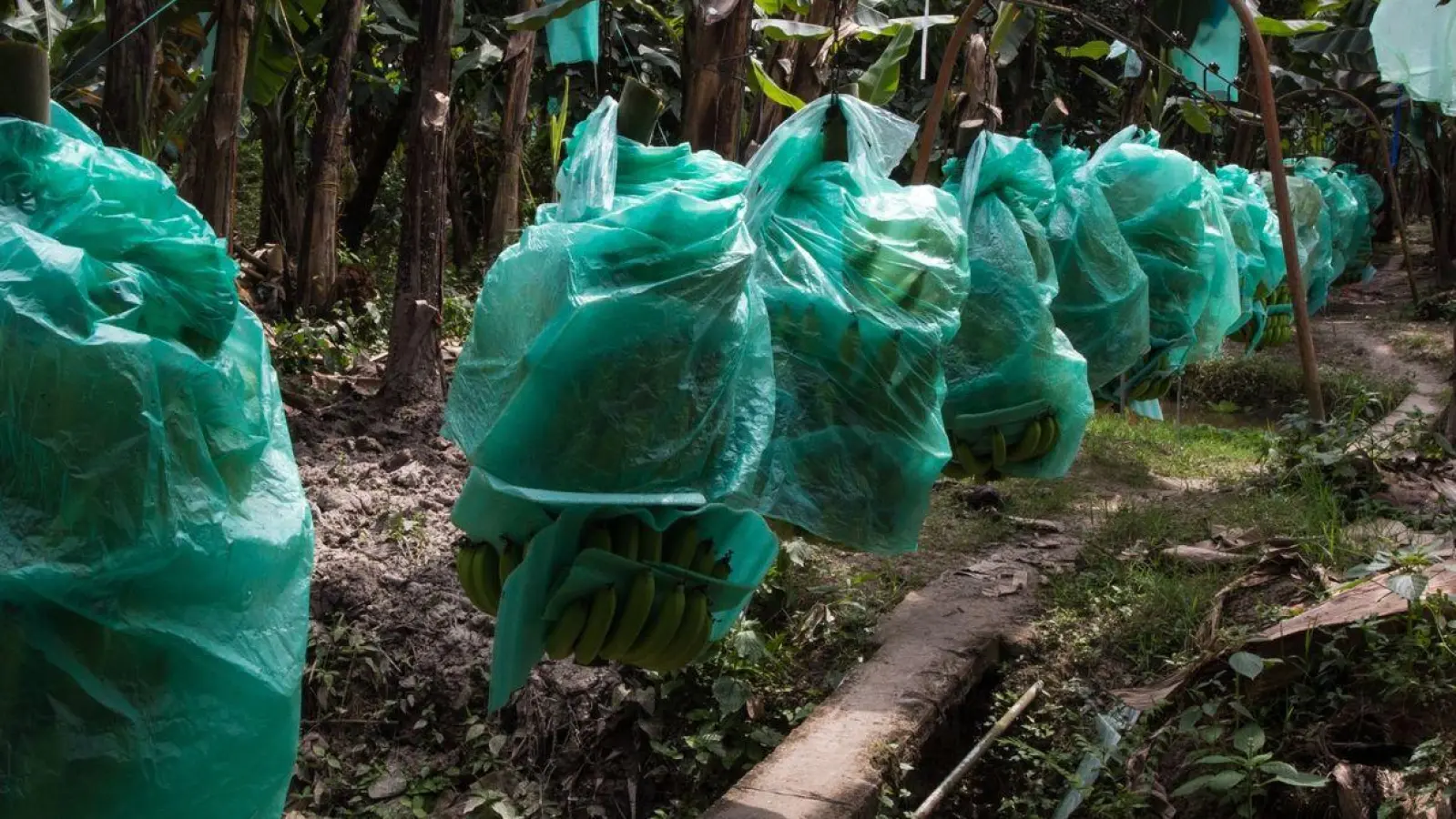 Bananen wachsen meist mit geringen Produktionskosten in Süd- und Mittelamerika, hier in Ecuador. Doch es gibt Probleme im Anbau. (Foto: David Diaz/dpa)