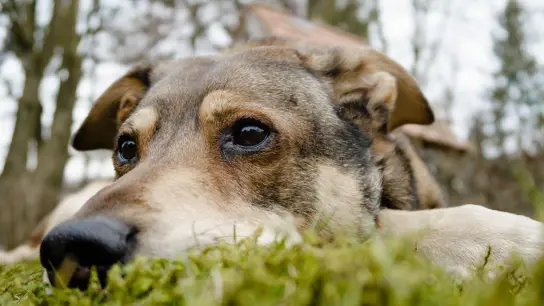 Sie spielen weniger, fressen schlechter und zeigen sich ängstlicher: Auch Hunde trauern um den Verlust von Artgenossen, mit denen sie zusammengelebt haben. (Foto: Markus Scholz/dpa-tmn)