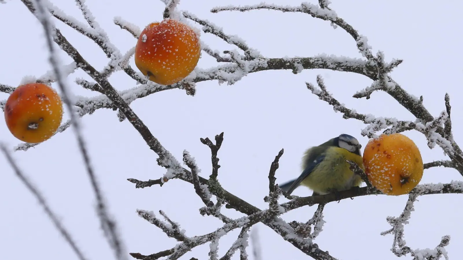 Ein Vogel sitzt auf einem Zweig und pickt an einem Apfel. (Foto: picture alliance / dpa)