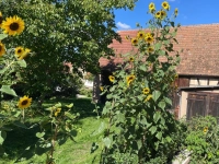 Ein Sonnengruß mit vier Metern Höhe - gesehen in Oberoestheim (Foto: Rosi Ebert)