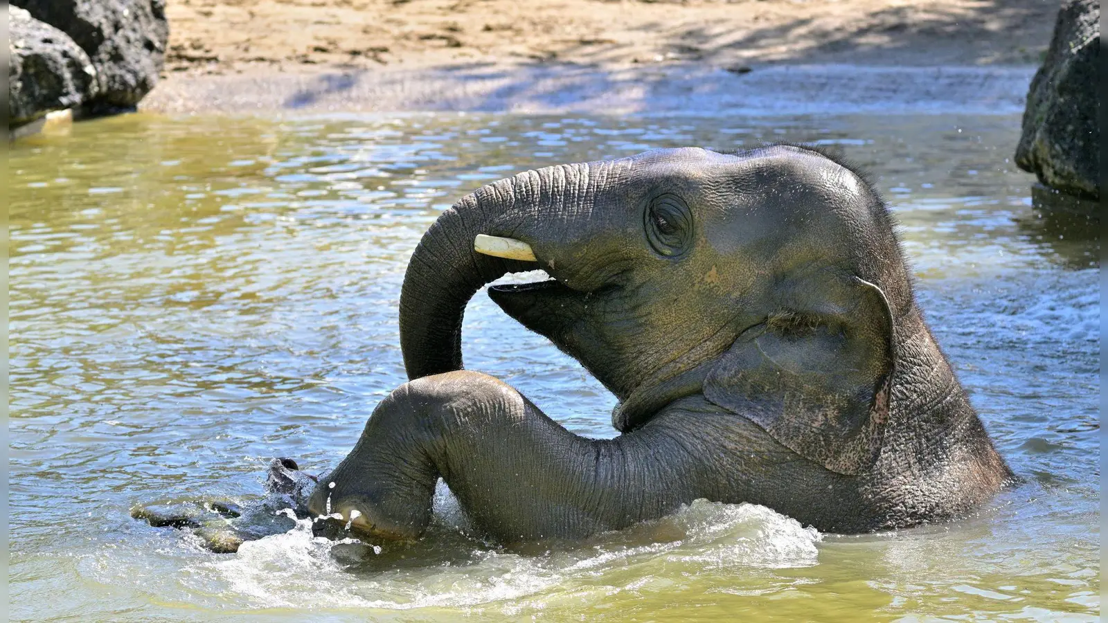 Der Tierpark nennt Otto eine „charismatische und äußerst beliebte Tierpersönlichkeit“.  (Foto: Birgit Mohr/Tierpark Hellabrunn/dpa)