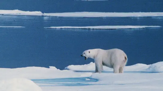 Ein Eisbär steht auf einer Eisscholle bei Spitzbergen. (Archivbild) (Foto: -/PRESSENS BILD/dpa)