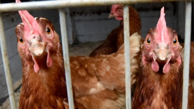 Nach einem Vogelgrippe-Ausbruch in Geiselhöring müssen Hühner dort im Stall bleiben (Symbolbild)  (Foto: picture alliance / dpa)