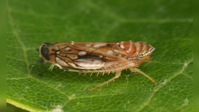 Die Amerikanische Rebzikade überträgt die Krankheit. (Foto: Olaf Zimmermann/Landwirtschaftliches Technologiezentrum Augustenberg /dpa)