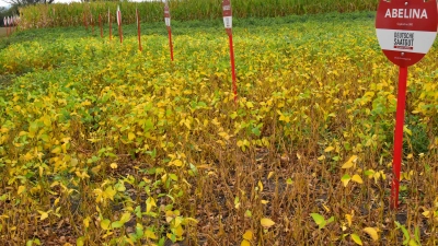 Im Landkreis Ansbach laufen Versuche, um herauszufinden, mit welchen Sorten ein erfolgreicher Anbau von Sojabohnen auch als wirtschaftliche Ergänzung in der Fruchtfolge möglich ist. (Foto: Fritz Arnold)