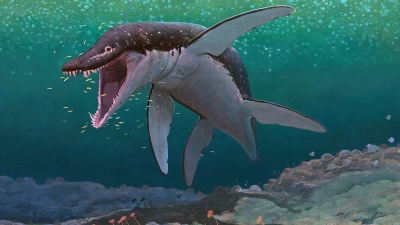 Der Lorrainosaurus gehört zu den ältesten bekannten Mega-Pliosauriern. (Foto: Joschua Knüppe/dpa)