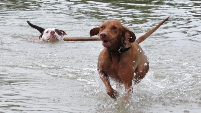 Hunde dürfen am Sonntag in Windsbach schwimmen. (Foto: Stadt Windsbach/Christine Baumgärtner)