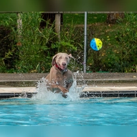 Mit vollem Elan dabei: Auch die Hunde genossen zum Abschluss der Badesaison den Sprung ins kühle Nass. (Foto: Stadt Feuchtwangen/Ch.Bender)