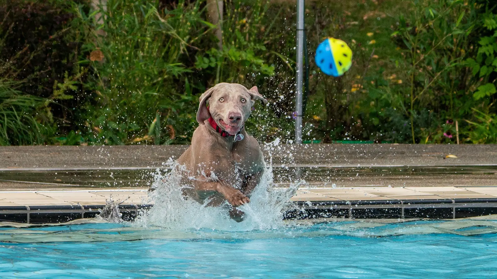 Mit vollem Elan dabei: Auch die Hunde genossen zum Abschluss der Badesaison den Sprung ins kühle Nass. (Foto: Stadt Feuchtwangen/Ch.Bender)