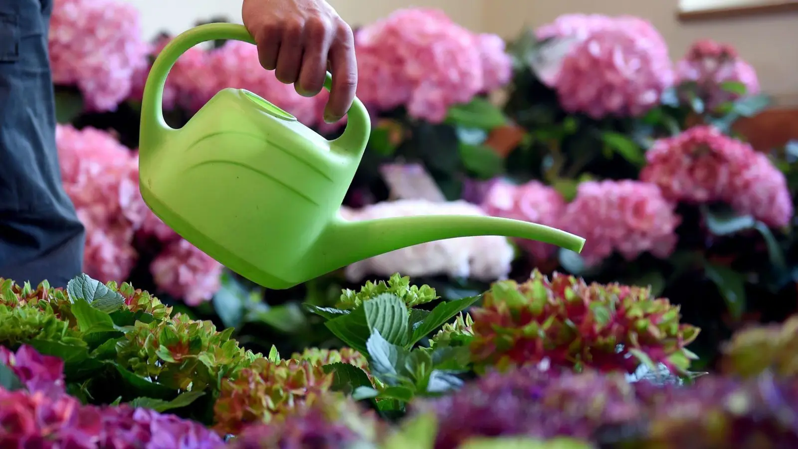 Hübsch und im Trend: Hortensien gibt es in vielen verschiedenen Farben und Formen. (Foto: Britta Pedersen/dpa/dpa-tmn)