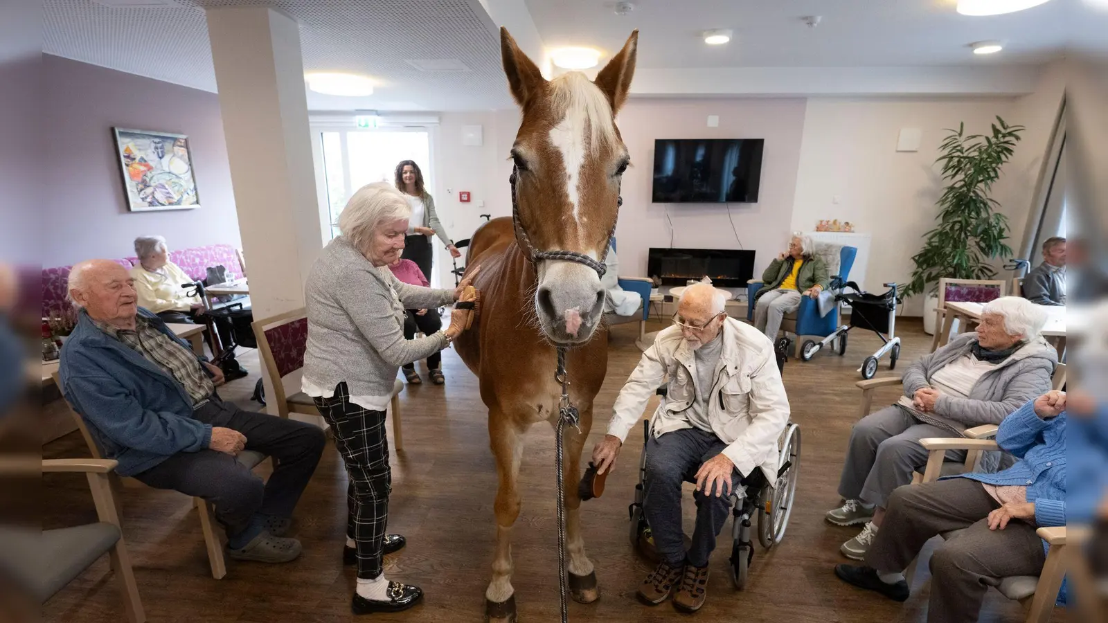 Geduldig lässt sich die Haflinger-Stute striegeln.  (Foto: Boris Roessler/dpa)