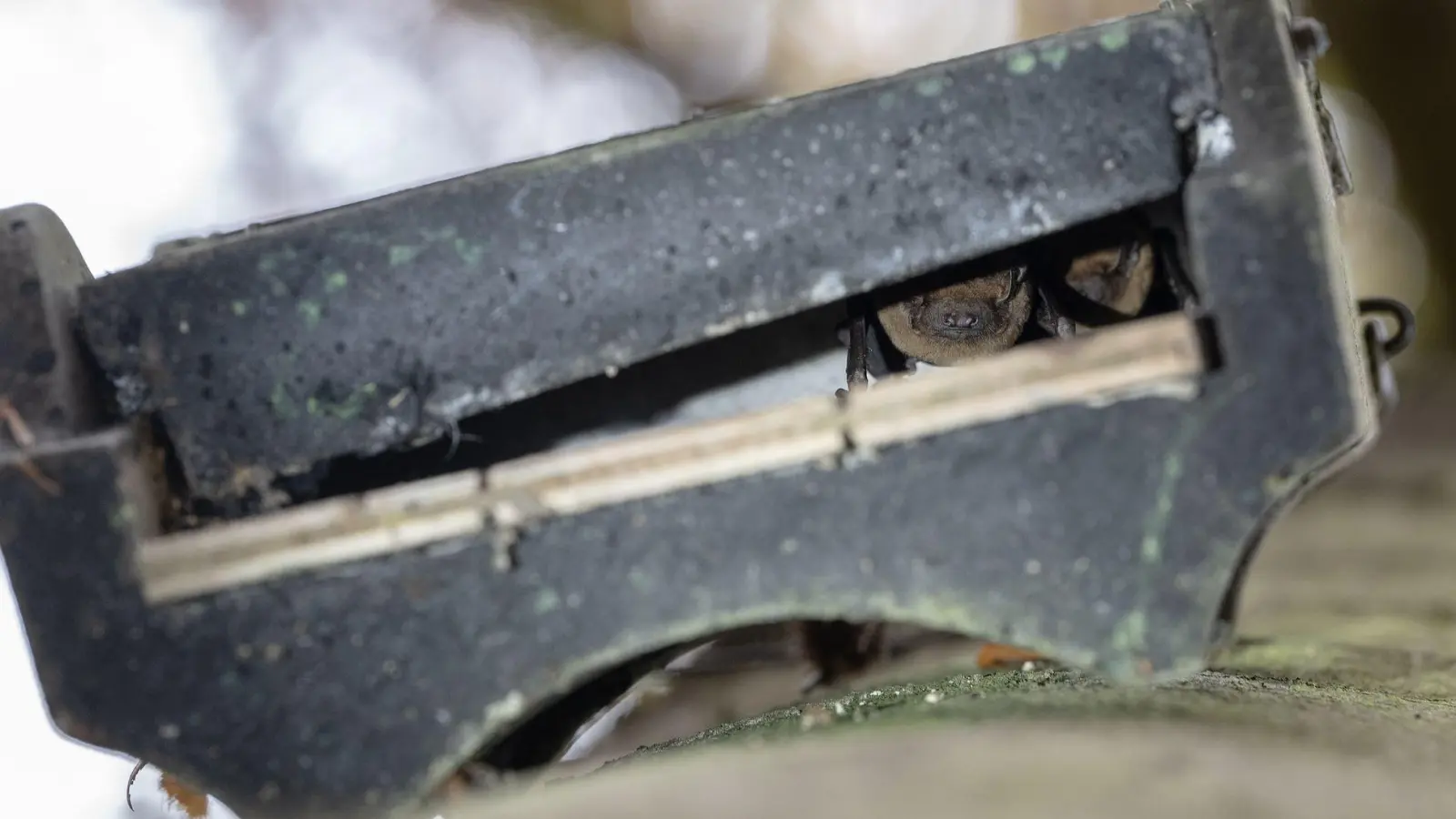 Gutes Versteck: Ein Flachkasten dient Fledermäusen als Unterschlupf. (Foto: Swen Pförtner/dpa/dpa-tmn)