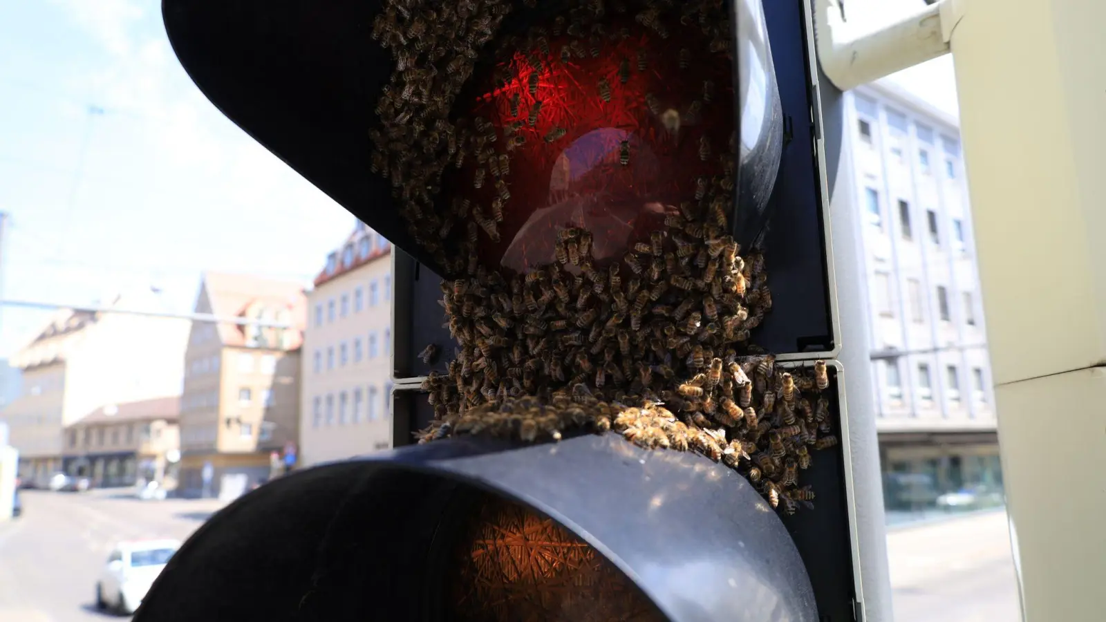 Ein Bienenschwarm an einer Ampel in Augsburg. (Foto: -/Berufsfeuerwehr Augsburg/dpa)