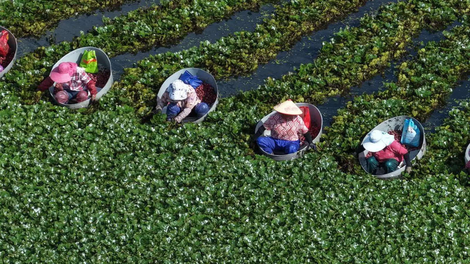 Bewohner von Huaian ernten in der ostchinesischen Provinz Jiangsu Wasserkastanien. (Foto: Yin Chao/XinHua/dpa)