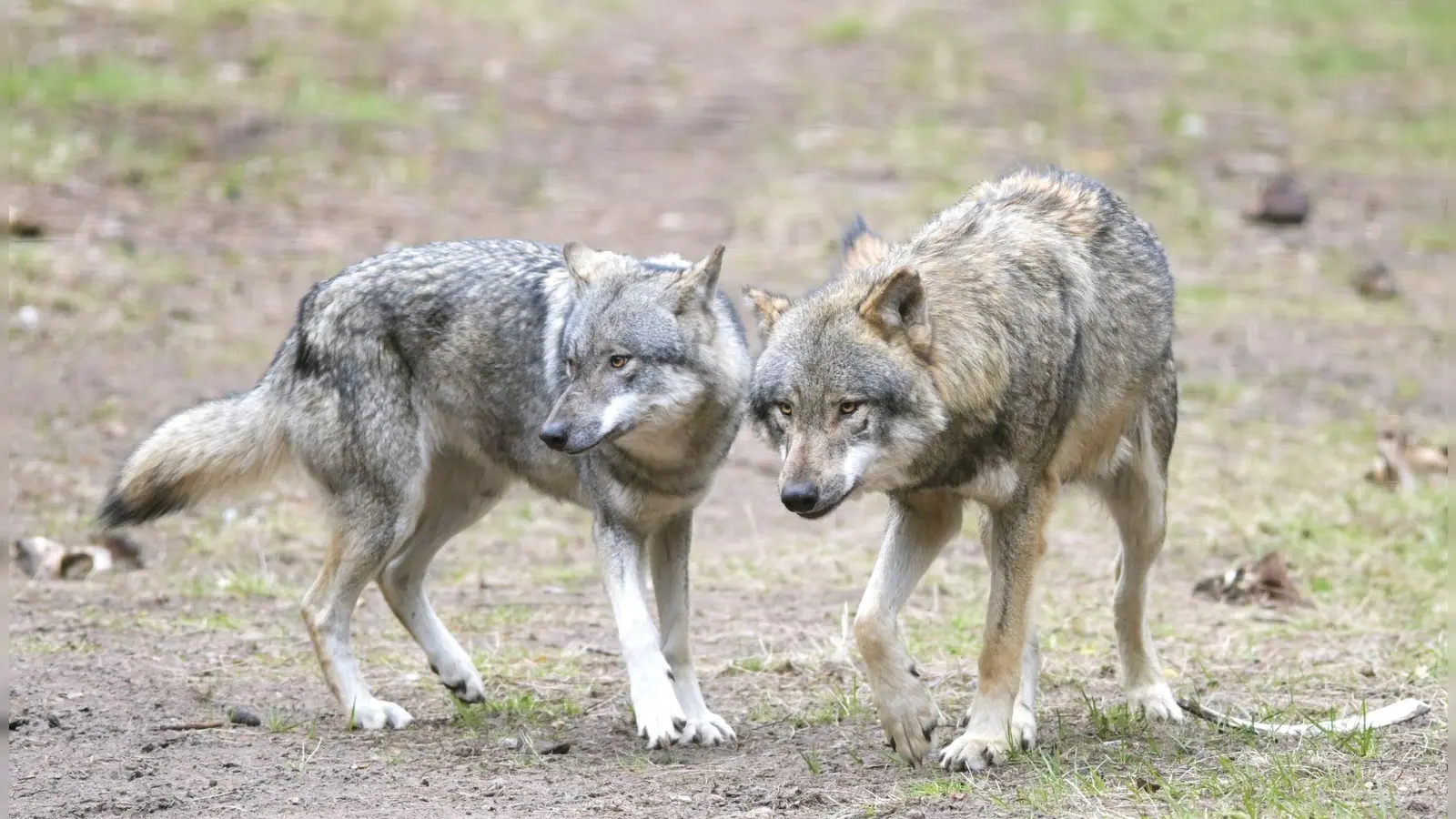 Die EU-Länder haben die Änderung des Schutzstatus des Wolfes angenommen. (Archivbild) (Foto: Soeren Stache/dpa-Zentralbild/dpa)