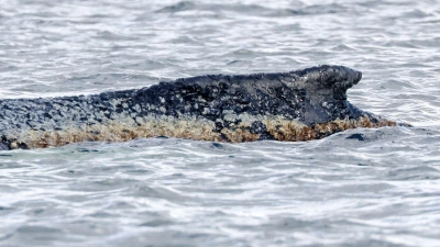 Für den Wal scheint es keine Hoffnung mehr zu geben. (Foto: Bodo Marks/dpa)
