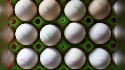 Das heimische Futter reicht nicht, um die Nachfrage nach Bio-Eiern zu bedienen. Deshalb sind die Bauern auf Importe angewiesen. (Symbolbild) (Foto: Karl-Josef Hildenbrand/dpa)